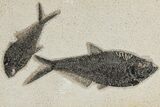 Double Fossil Fish (Diplomystus) Plate - Wyoming #211230-1